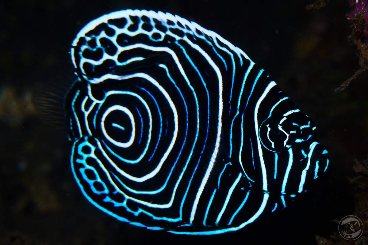 striped royalty