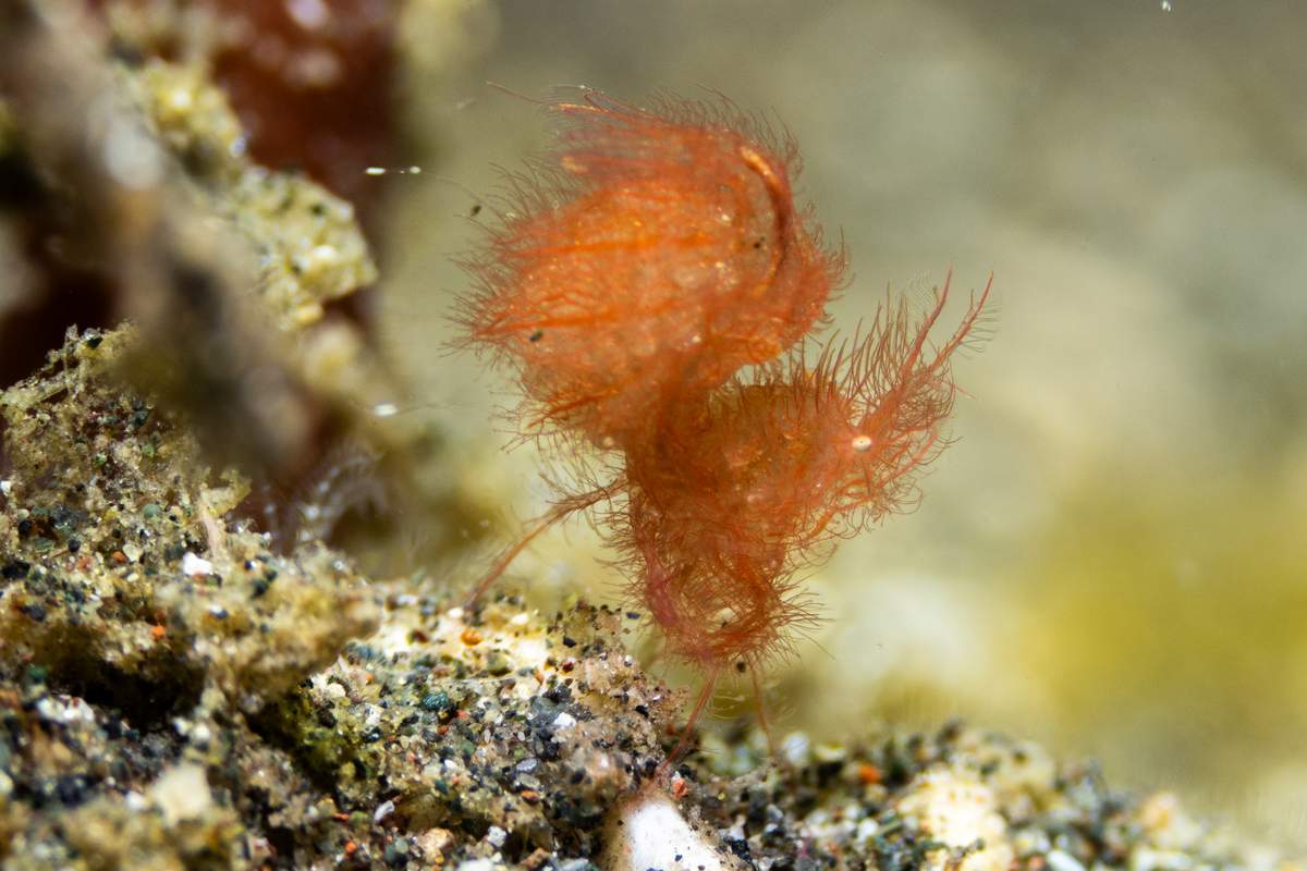 very-hairy-shirmp