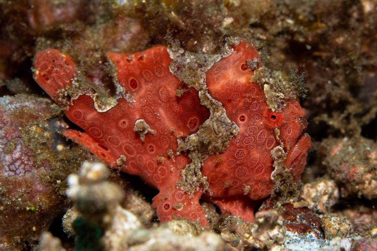 broken painted frogfish