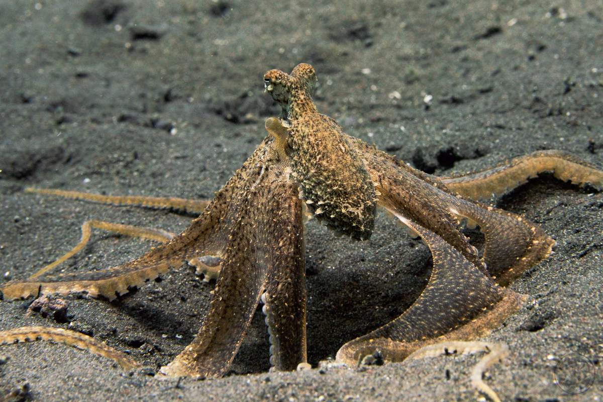 Kraken Attack