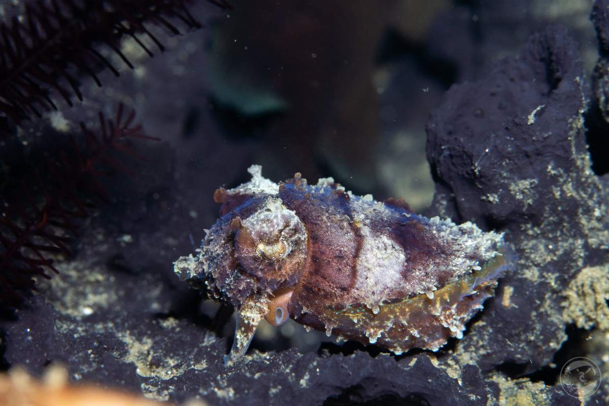 cuttle in purple pyjama